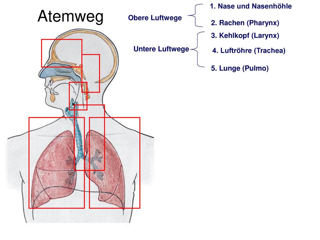 Atemweg 1. Nase und Nasenhöhle Obere Luftwege 2. Rachen (Pharynx)