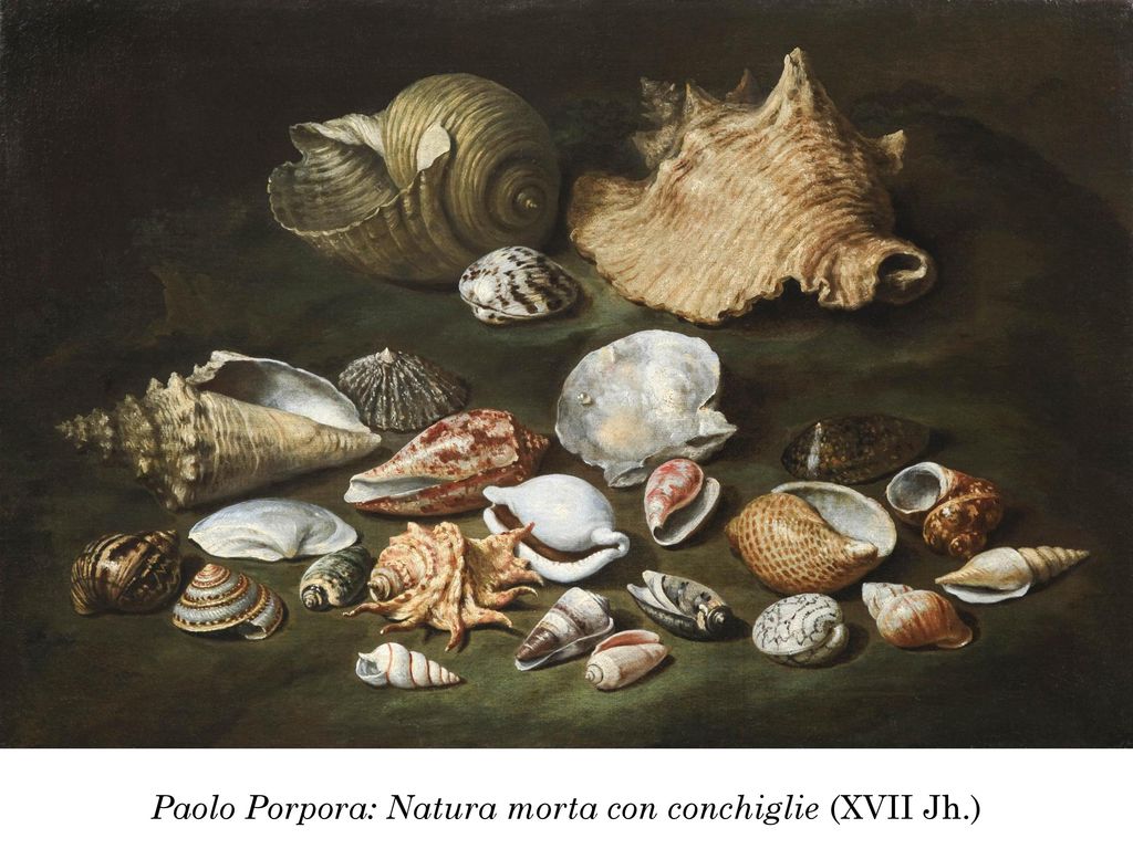Paolo Porpora: Natura morta con conchiglie (XVII Jh.)