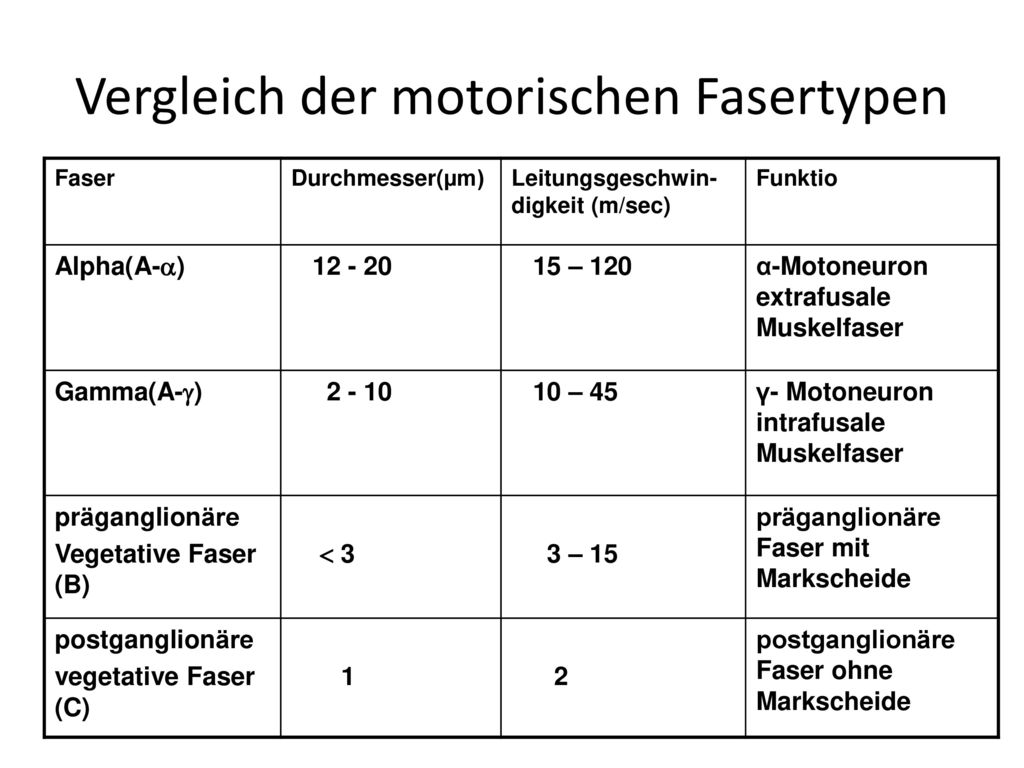 Vergleich der motorischen Fasertypen