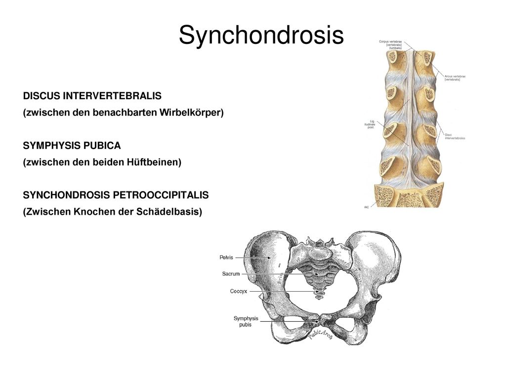 Synchondrosis DISCUS INTERVERTEBRALIS