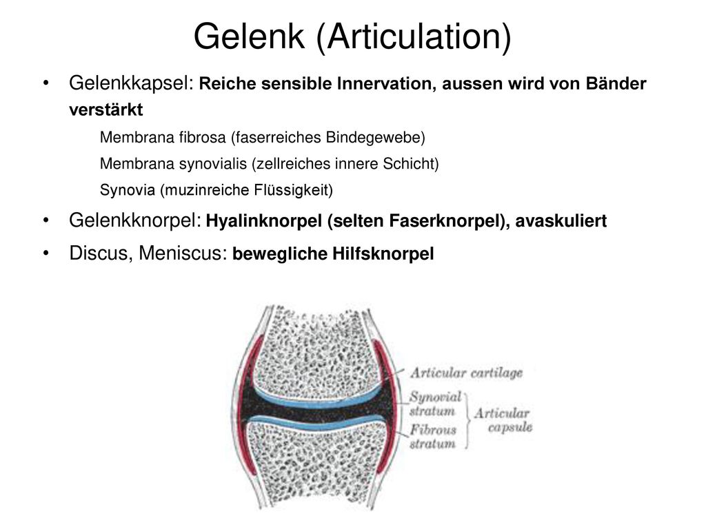 Gelenk (Articulation)