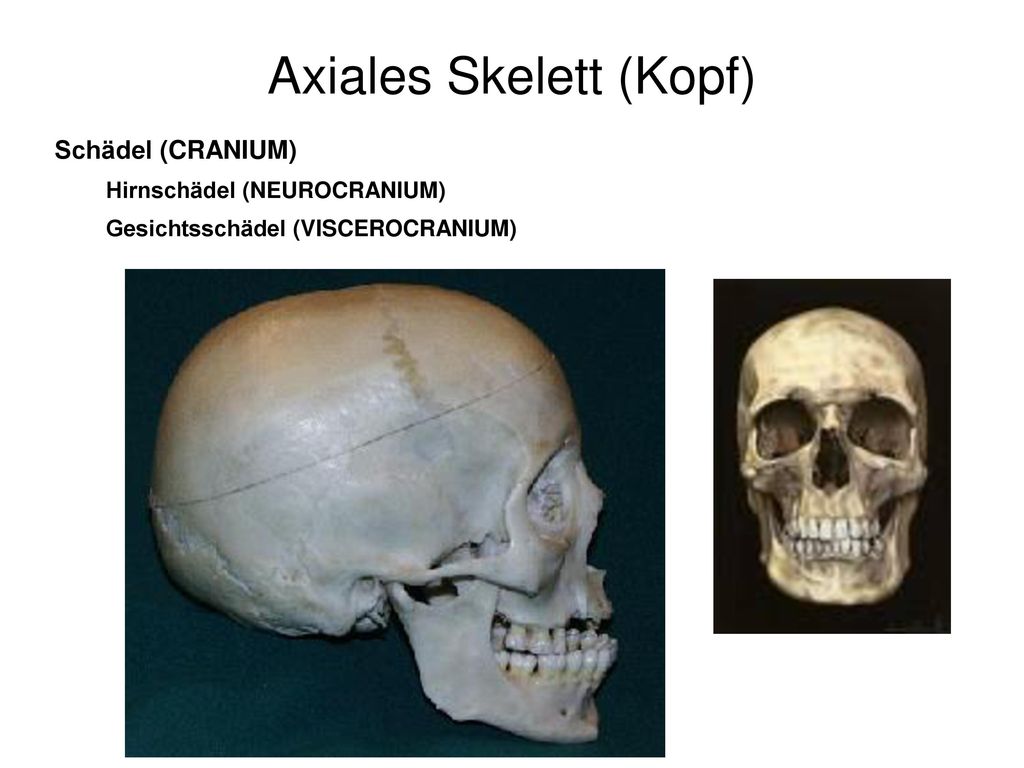 Axiales Skelett (Kopf)