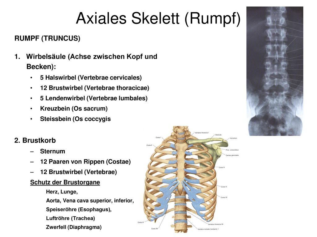 Axiales Skelett (Rumpf)