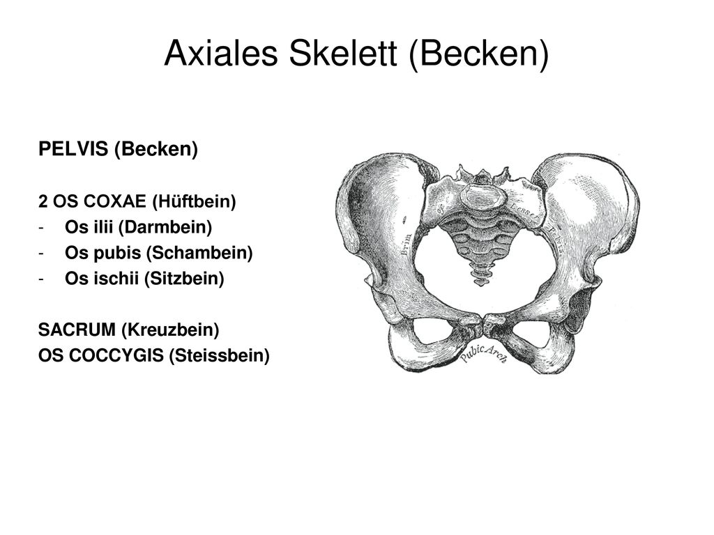 Axiales Skelett (Becken)