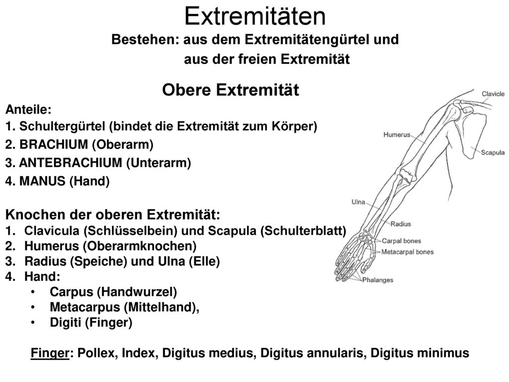 Extremitäten Bestehen: aus dem Extremitätengürtel und aus der freien Extremität