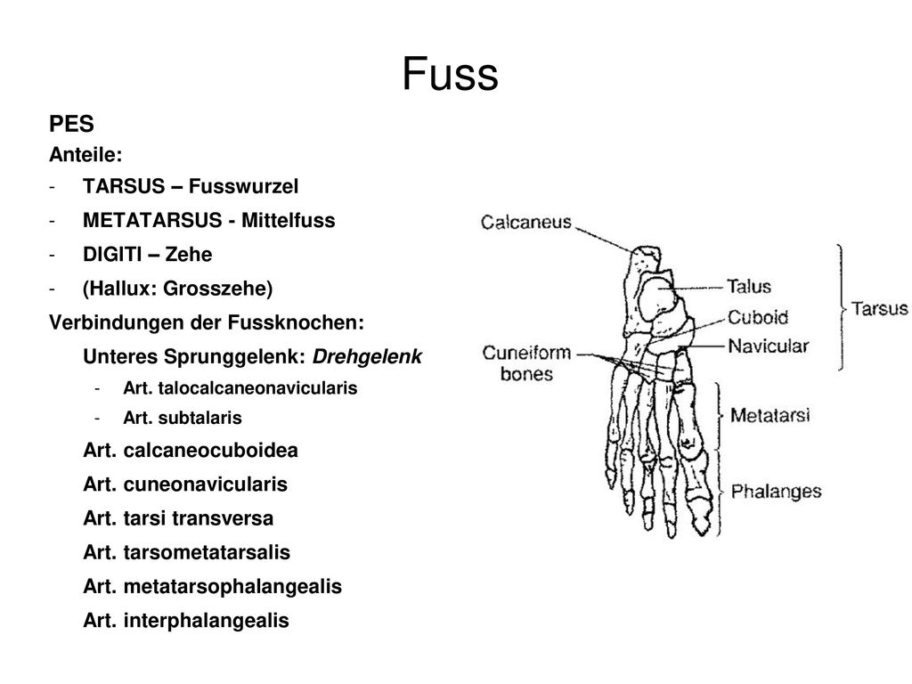 Fuss PES Anteile: TARSUS – Fusswurzel METATARSUS - Mittelfuss