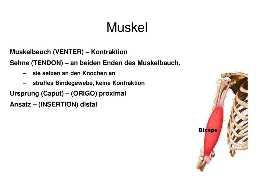 Muskel Muskelbauch (VENTER) – Kontraktion