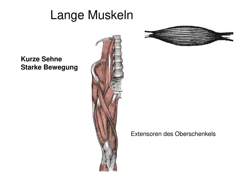 Lange Muskeln Kurze Sehne Starke Bewegung Extensoren des Oberschenkels