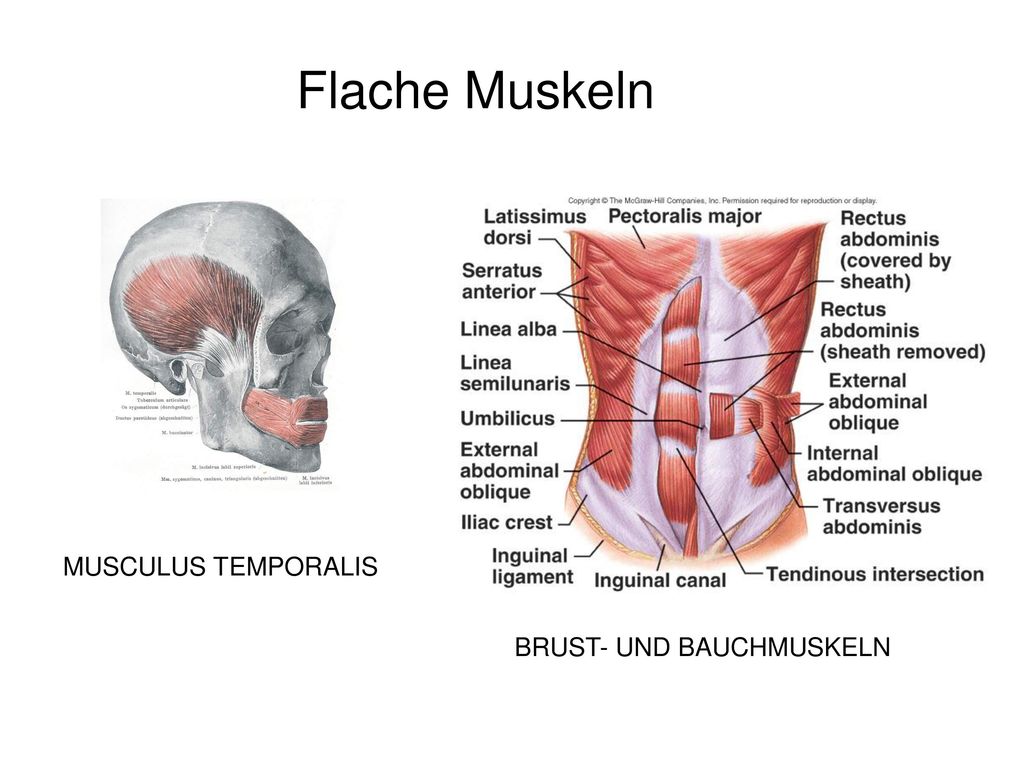 Flache Muskeln MUSCULUS TEMPORALIS BRUST- UND BAUCHMUSKELN