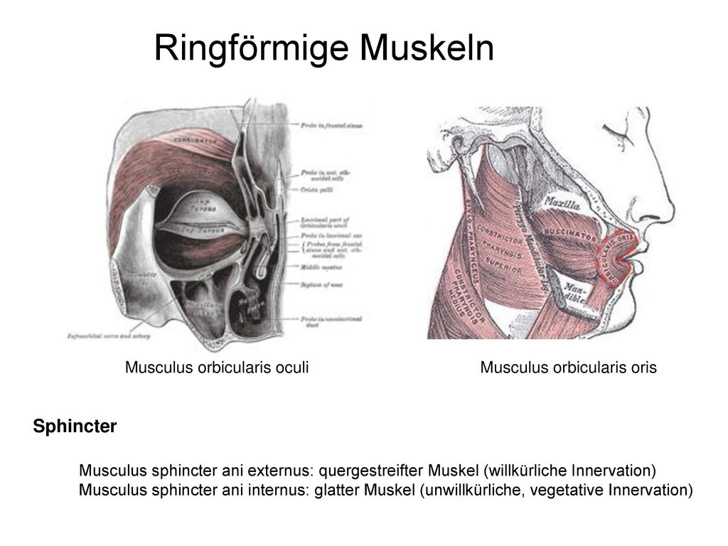 Ringförmige Muskeln Sphincter Musculus orbicularis oculi