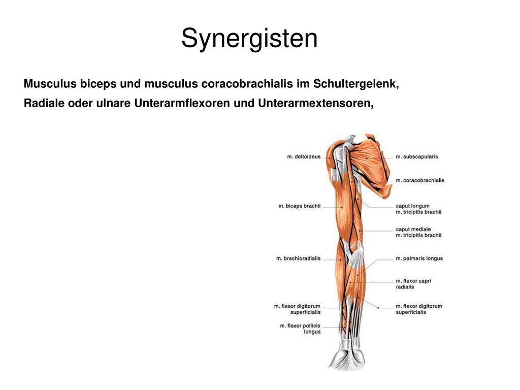 Synergisten Musculus biceps und musculus coracobrachialis im Schultergelenk, Radiale oder ulnare Unterarmflexoren und Unterarmextensoren,