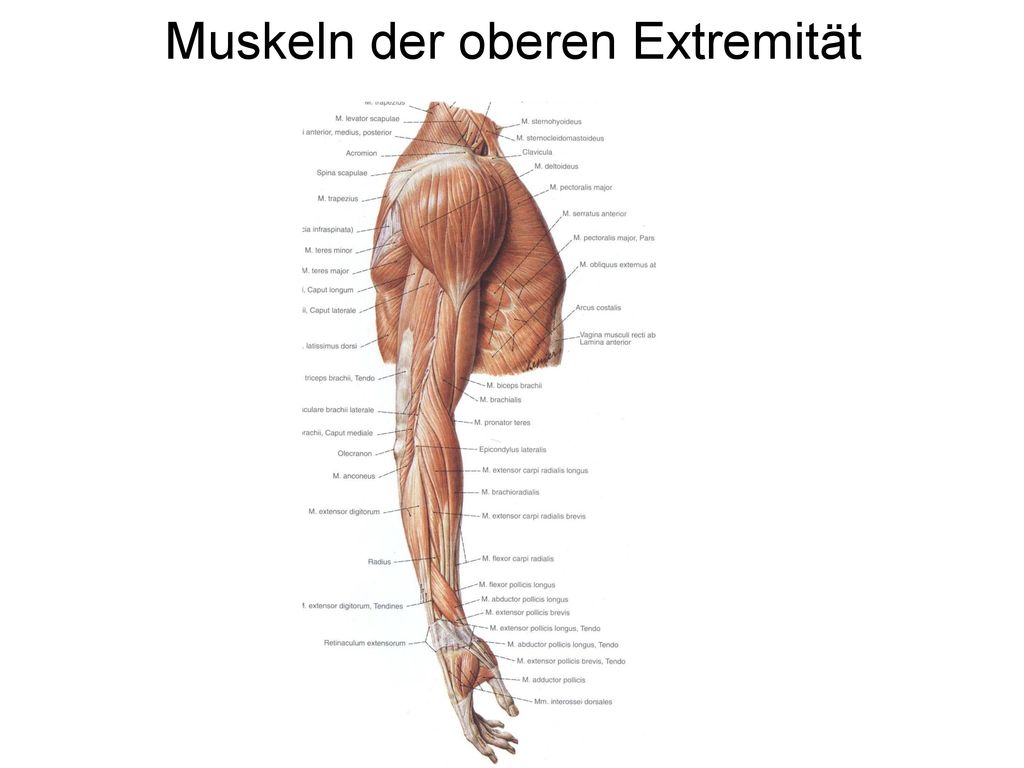 Muskeln der oberen Extremität