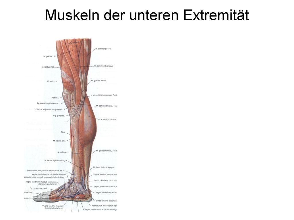 Muskeln der unteren Extremität