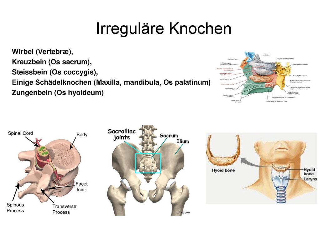Irreguläre Knochen Wirbel (Vertebræ), Kreuzbein (Os sacrum),