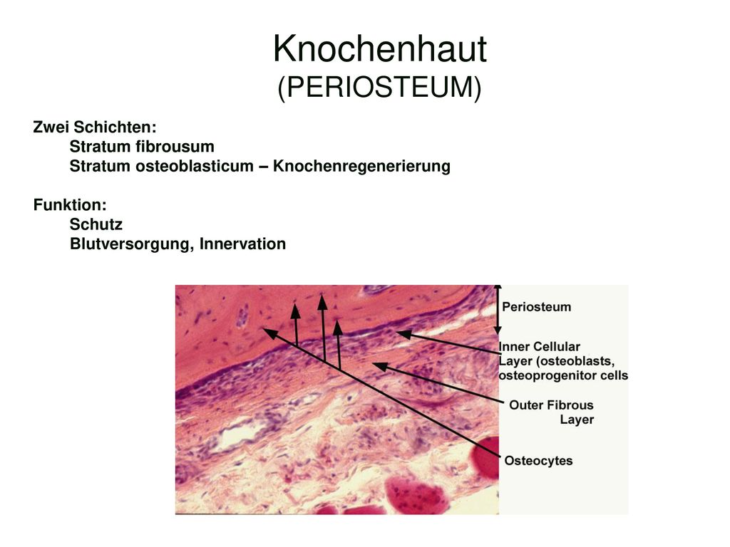 Knochenhaut (PERIOSTEUM)