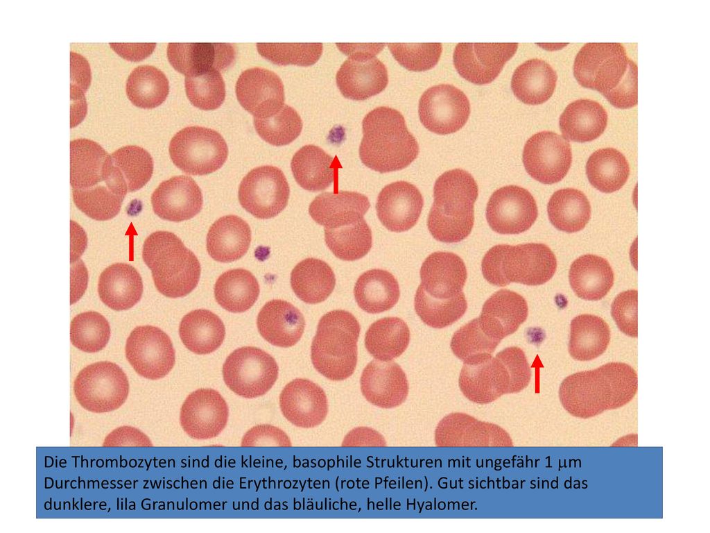 Die Thrombozyten sind die kleine, basophile Strukturen mit ungefähr 1 mm Durchmesser zwischen die Erythrozyten (rote Pfeilen).