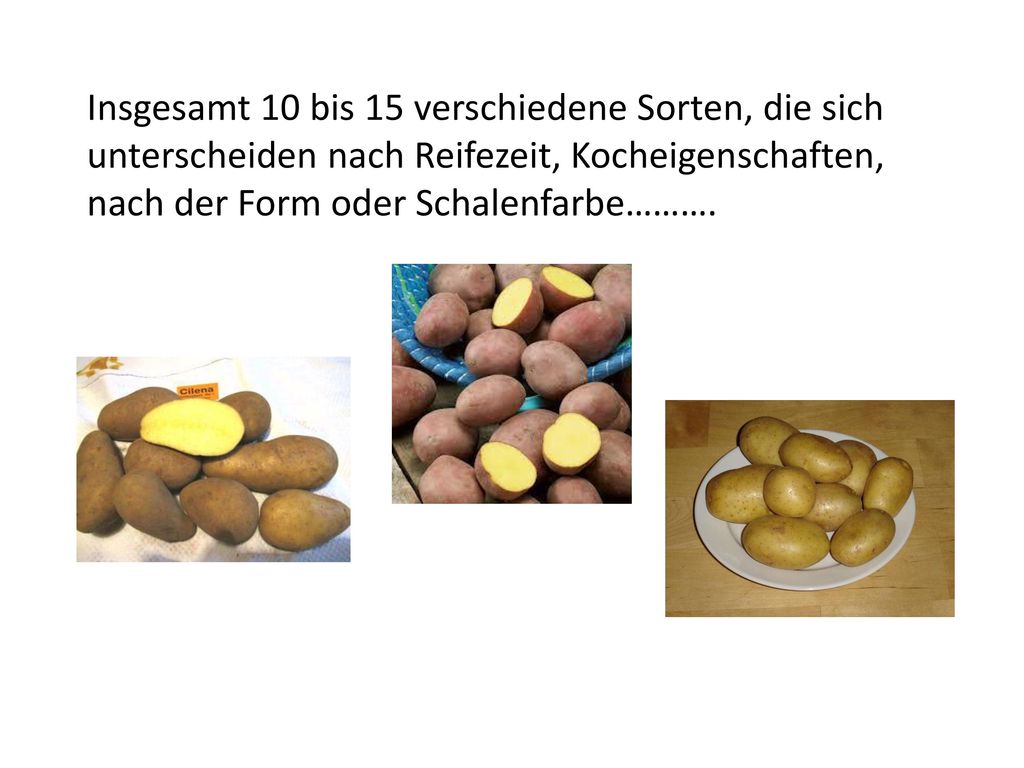 Insgesamt 10 bis 15 verschiedene Sorten, die sich unterscheiden nach Reifezeit, Kocheigenschaften, nach der Form oder Schalenfarbe……….