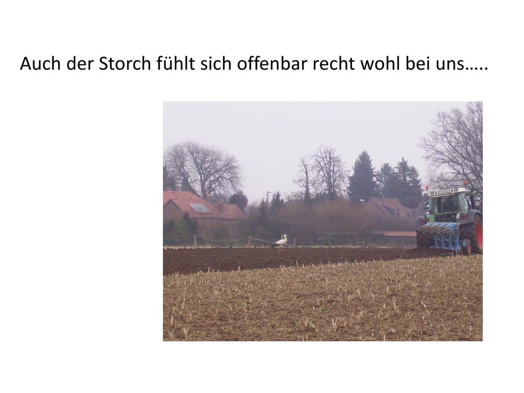 Auch der Storch fühlt sich offenbar recht wohl bei uns…..