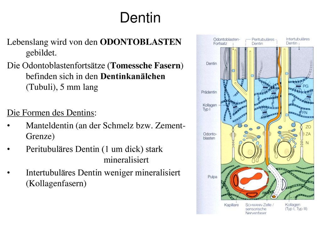 Dentin Lebenslang wird von den ODONTOBLASTEN gebildet.