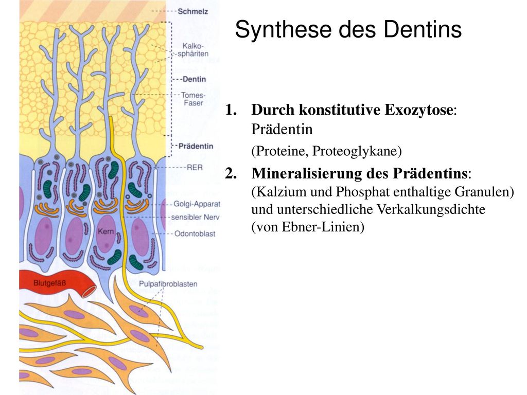 Synthese des Dentins Durch konstitutive Exozytose: Prädentin
