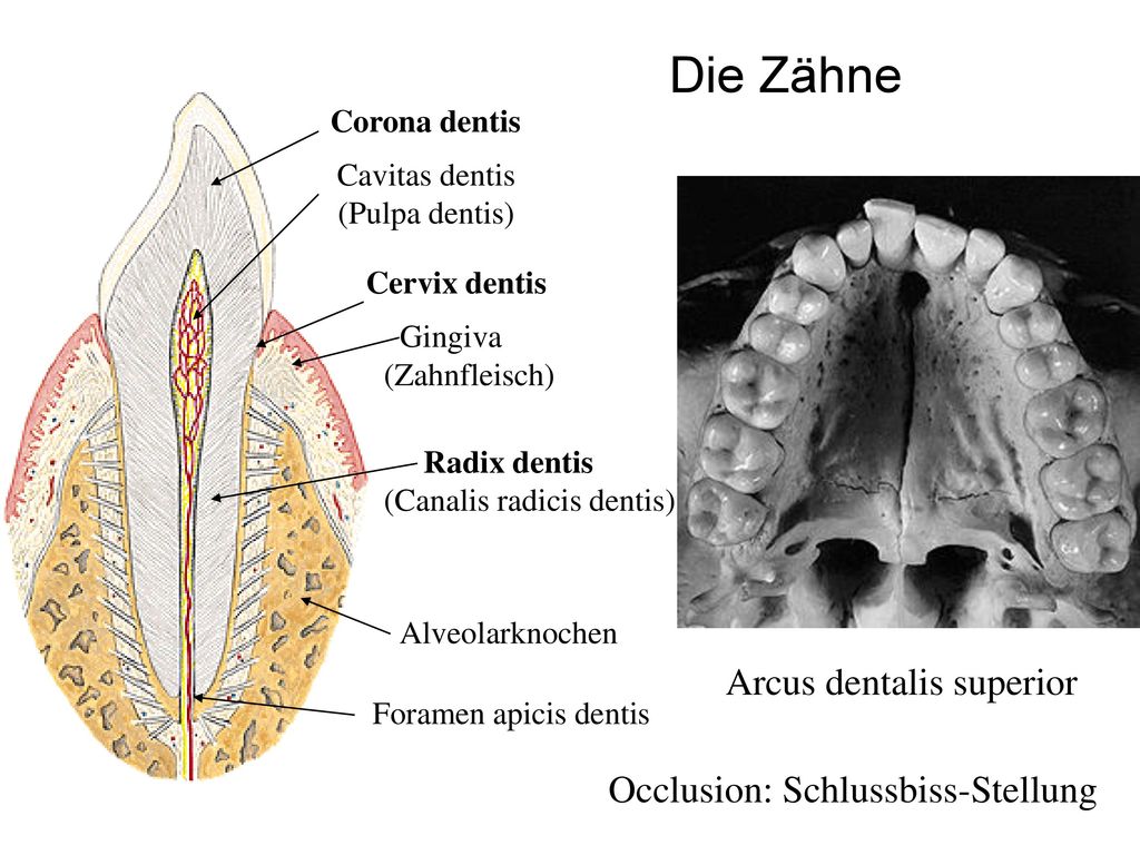 Die Zähne Arcus dentalis superior Occlusion: Schlussbiss-Stellung
