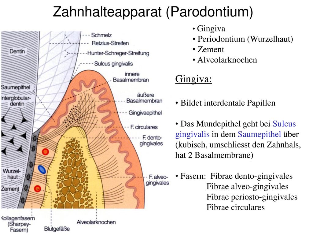 Zahnhalteapparat (Parodontium)