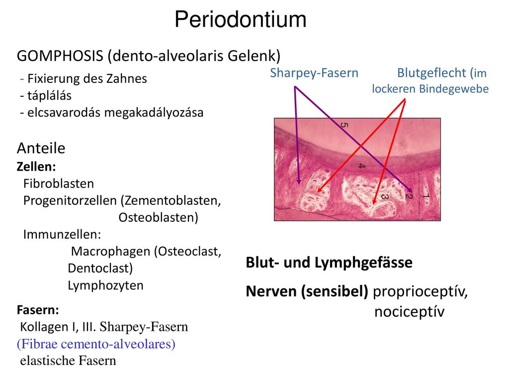 Periodontium GomphosIS (dento-alveolaris Gelenk) Anteile