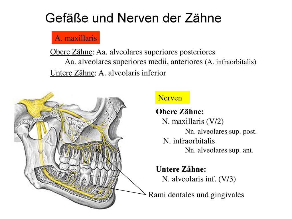 Gefäße und Nerven der Zähne