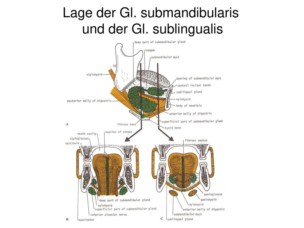 Lage der Gl. submandibularis und der Gl. sublingualis