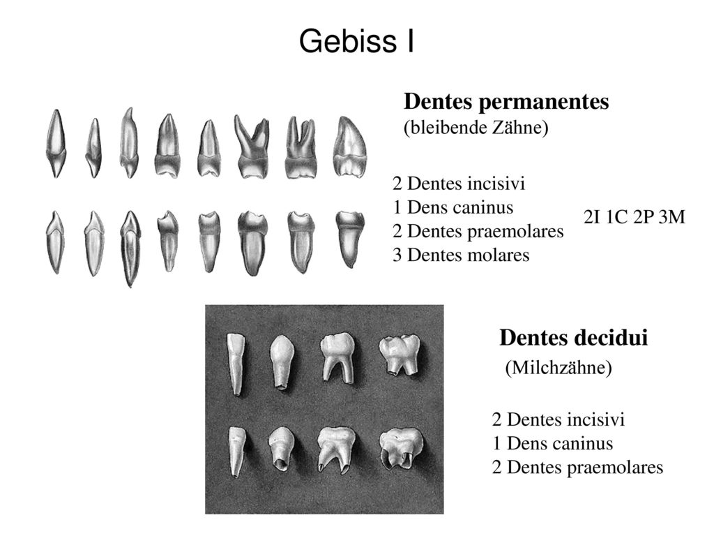 Gebiss I Dentes permanentes Dentes decidui (Milchzähne)