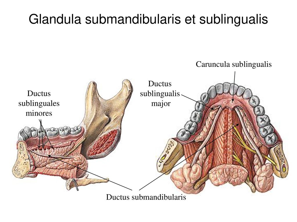 Glandula submandibularis et sublingualis