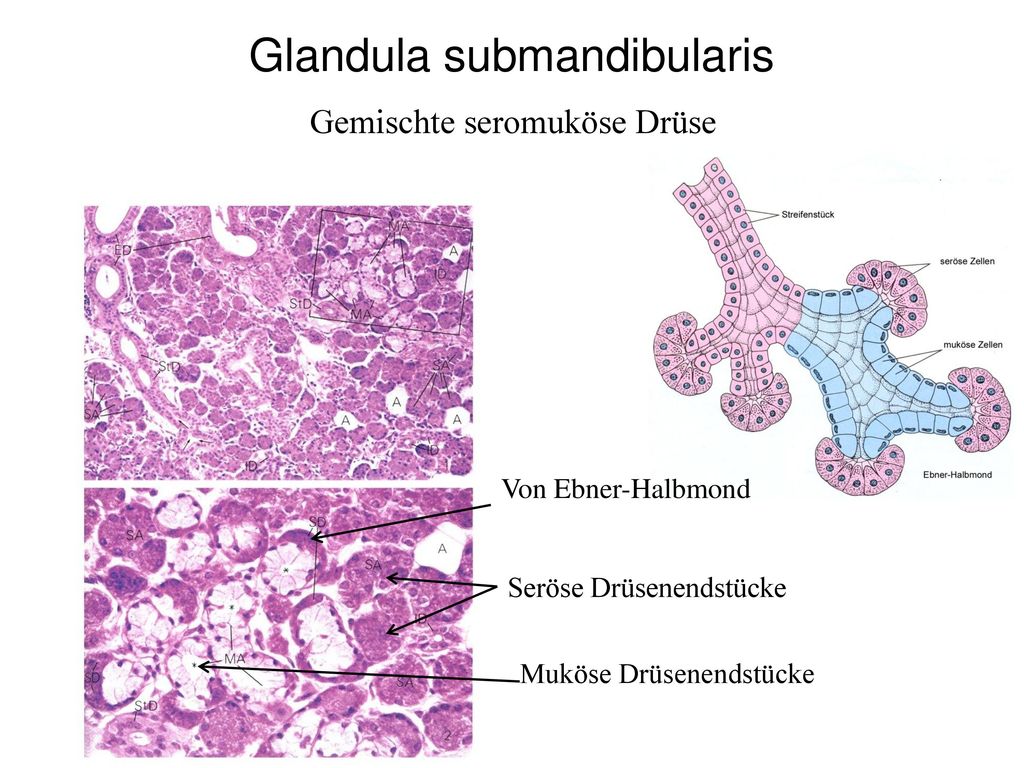 Glandula submandibularis