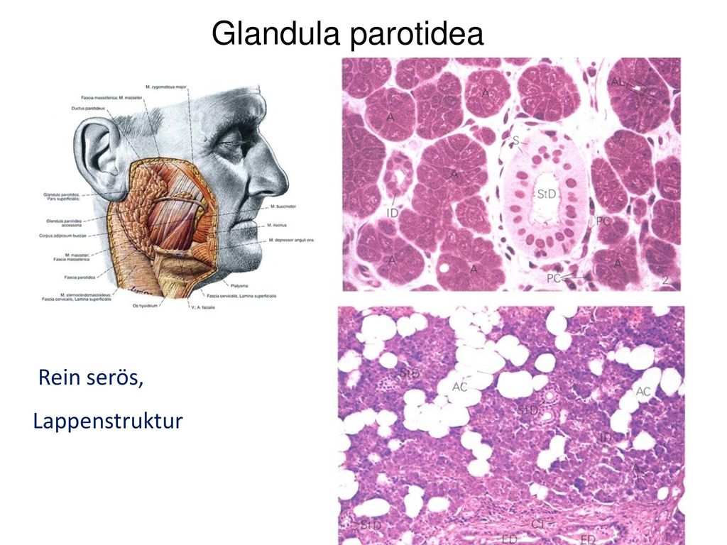 Glandula parotidea Rein serös, Lappenstruktur