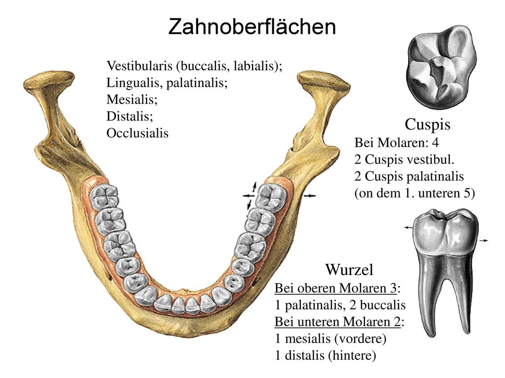 Zahnoberflächen Vestibularis (buccalis, labialis);