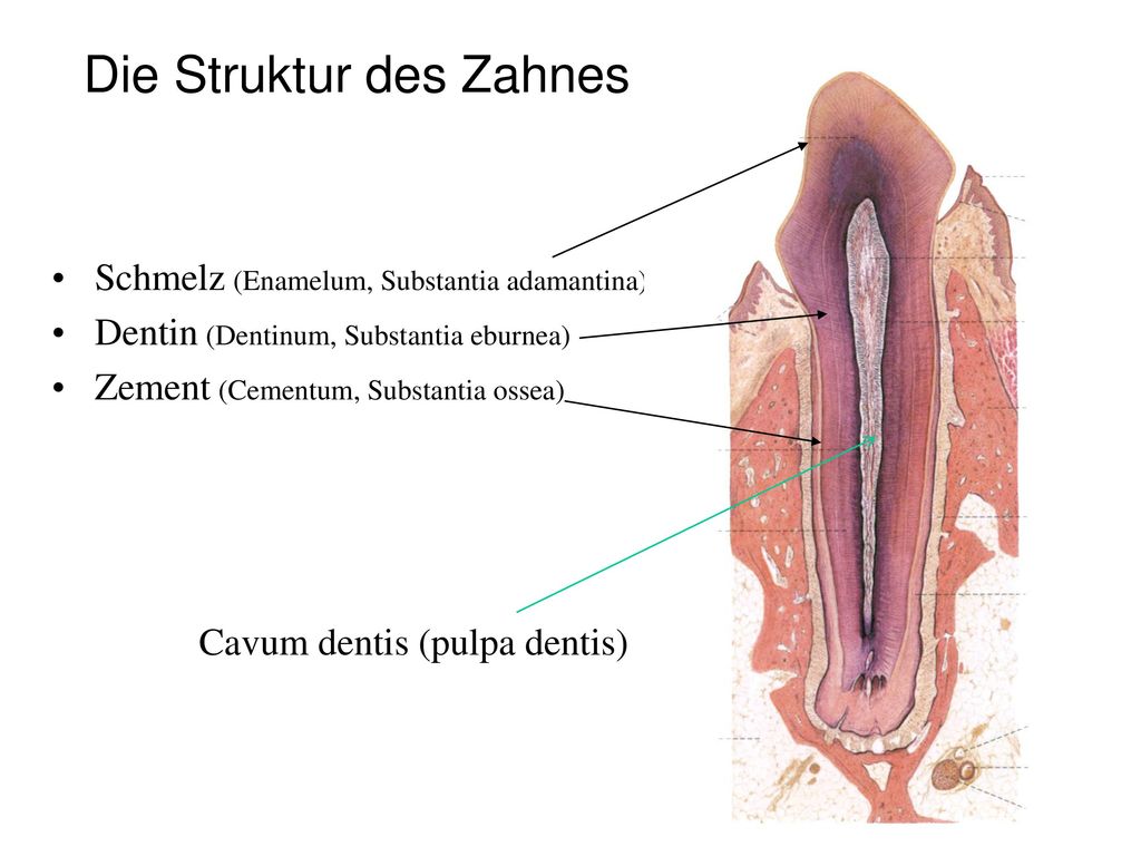 Die Struktur des Zahnes