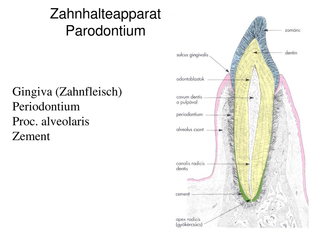 Zahnhalteapparat Parodontium