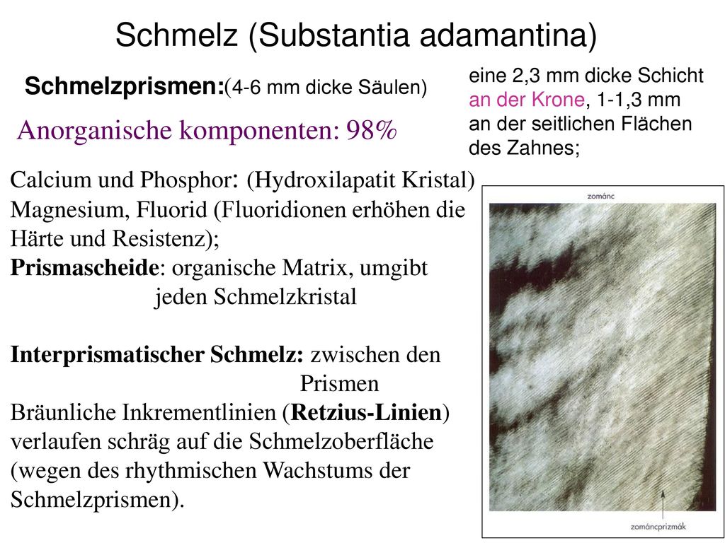 Schmelz (Substantia adamantina)