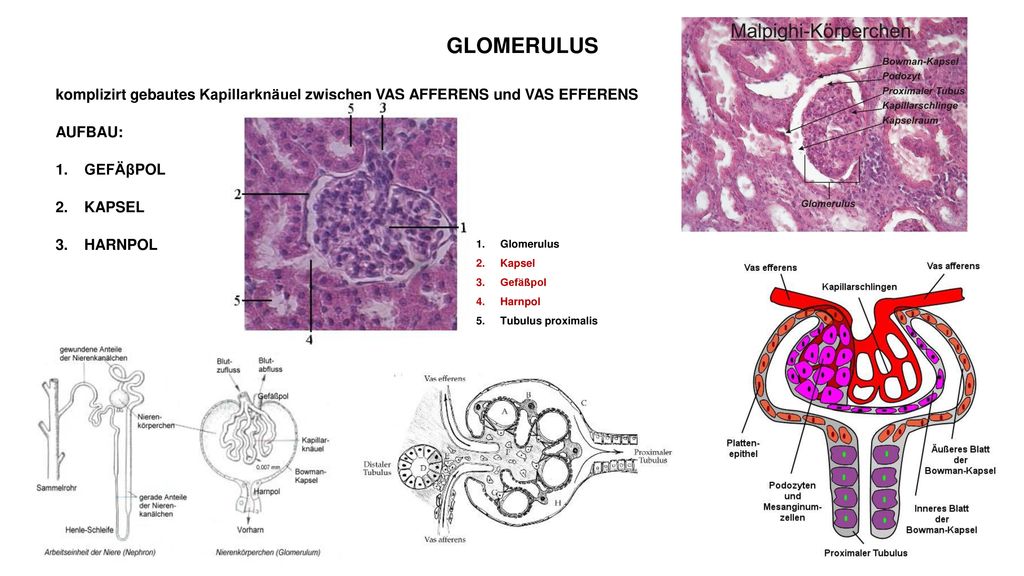 GLOMERULUS komplizirt gebautes Kapillarknäuel zwischen VAS AFFERENS und VAS EFFERENS. AUFBAU: GEFÄβPOL.