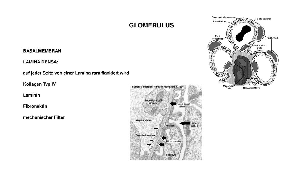GLOMERULUS BASALMEMBRAN LAMINA DENSA: auf jeder Seite von einer Lamina rara flankiert wird Kollagen Typ IV Laminin Fibronektin mechanischer Filter