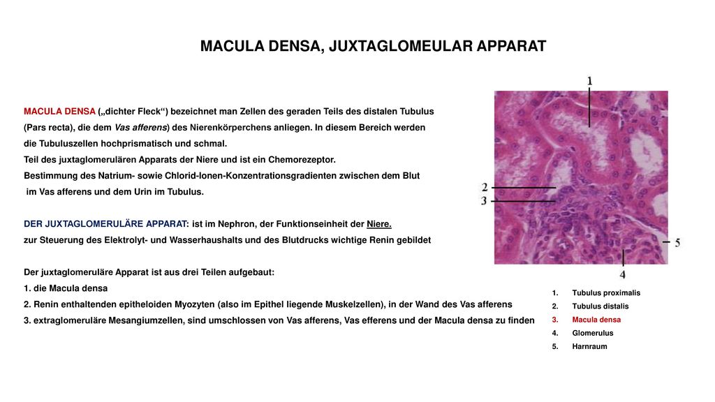 MACULA DENSA, JUXTAGLOMEULAR APPARAT