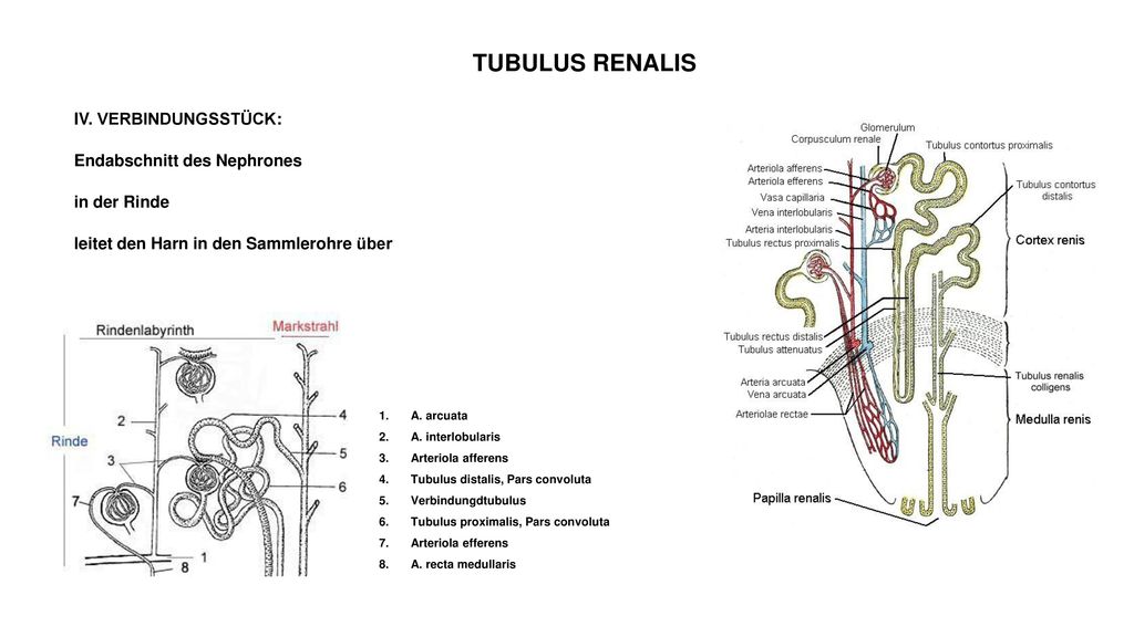 TUBULUS RENALIS IV. VERBINDUNGSSTÜCK: Endabschnitt des Nephrones in der Rinde leitet den Harn in den Sammlerohre über