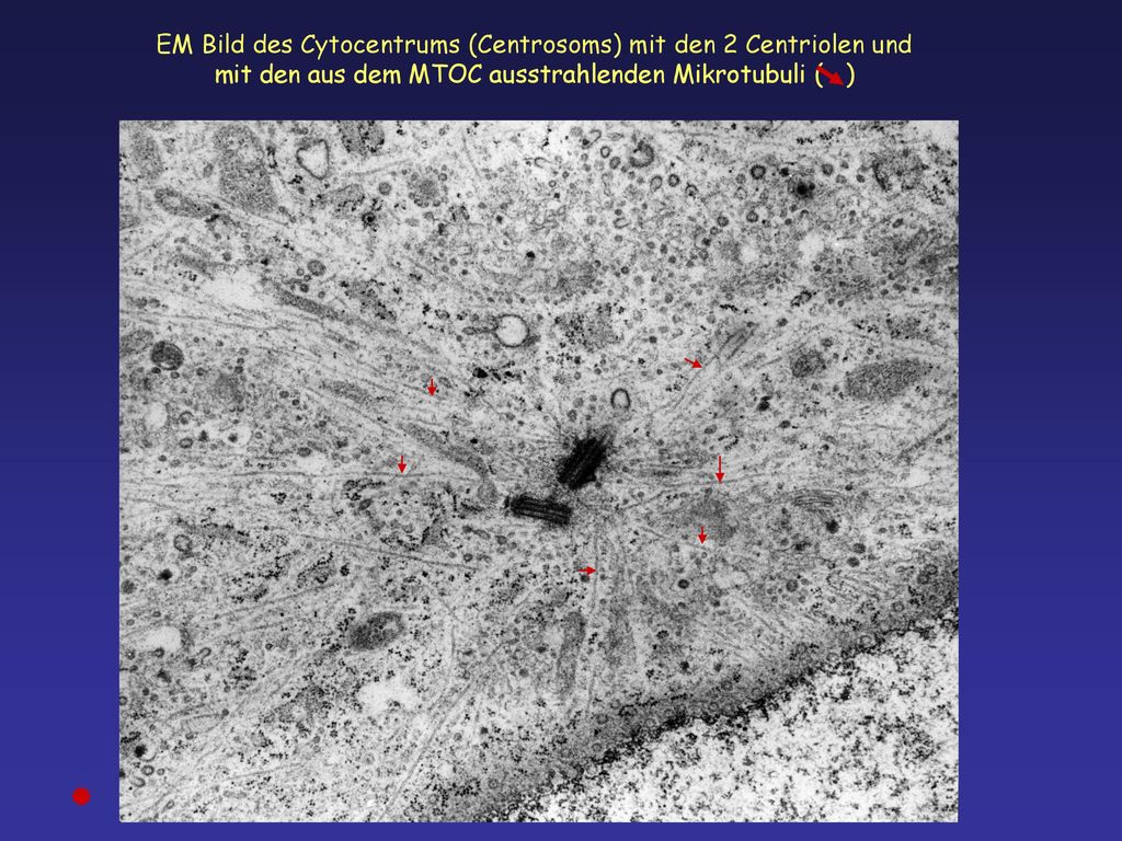 EM Bild des Cytocentrums (Centrosoms) mit den 2 Centriolen und mit den aus dem MTOC ausstrahlenden Mikrotubuli ( )