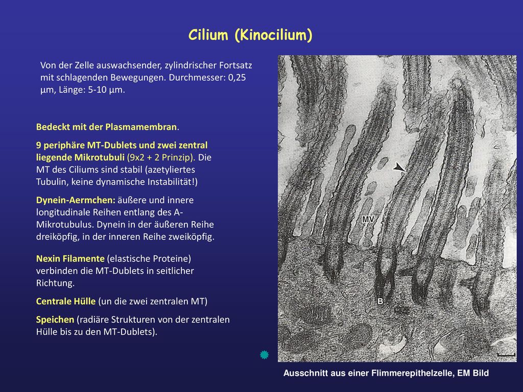 Cilium (Kinocilium) Von der Zelle auswachsender, zylindrischer Fortsatz mit schlagenden Bewegungen. Durchmesser: 0,25 μm, Länge: 5-10 μm.
