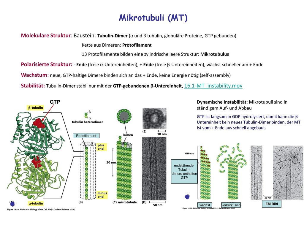 Mikrotubuli (MT) Molekulare Struktur: Baustein: Tubulin-Dimer (α und β tubulin, globuläre Proteine, GTP gebunden)