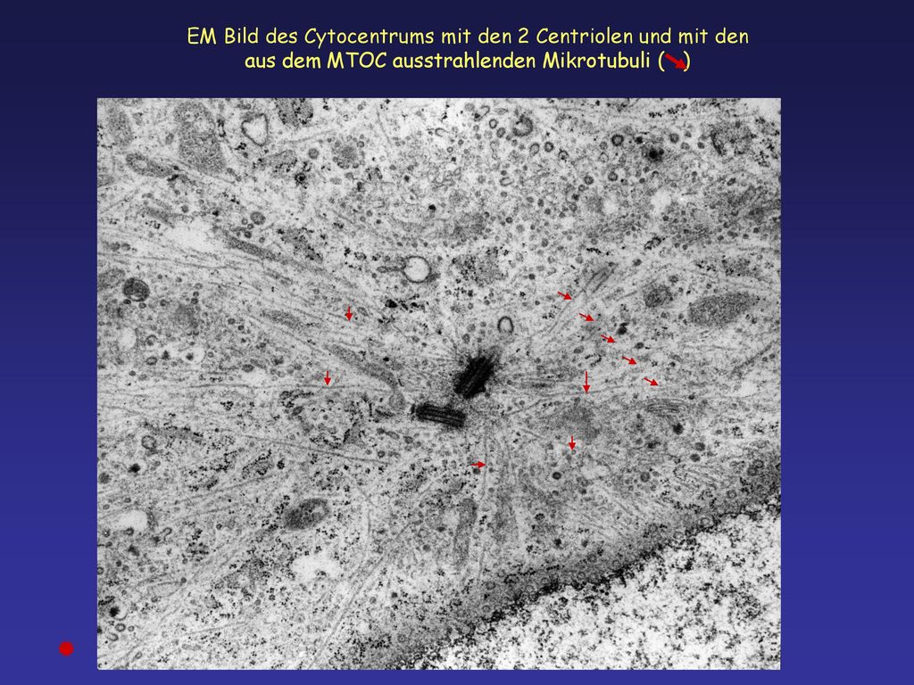EM Bild des Cytocentrums mit den 2 Centriolen und mit den aus dem MTOC ausstrahlenden Mikrotubuli ( )