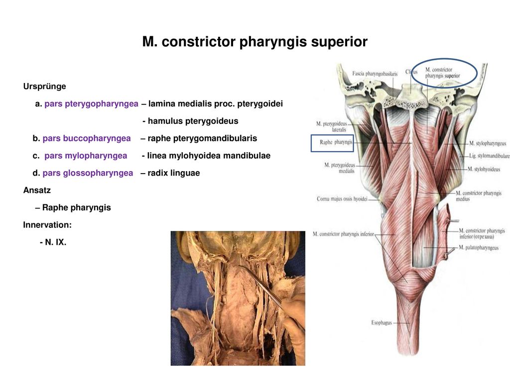 M. constrictor pharyngis superior