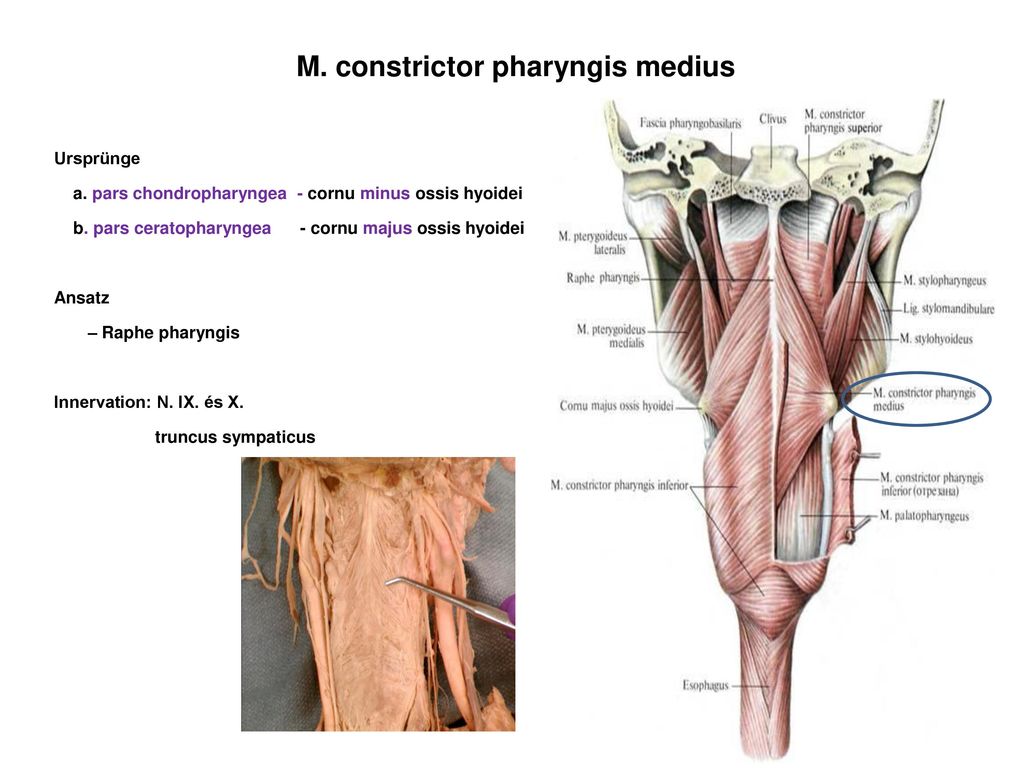 M. constrictor pharyngis medius