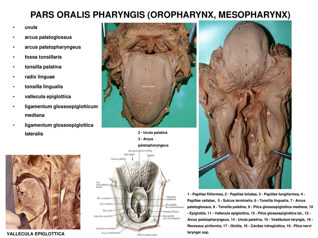 PARS ORALIS PHARYNGIS (OROPHARYNX, MESOPHARYNX)