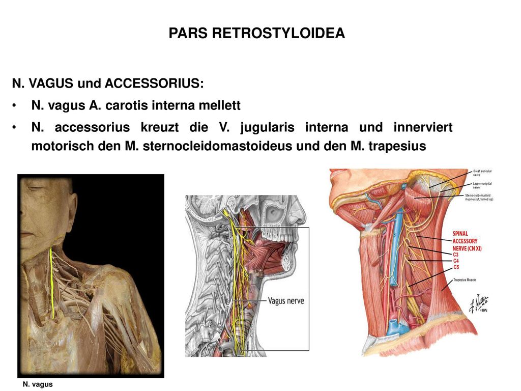 20. Makroskopische Anatomie der Schlundenge, des weichen Gaumens ...