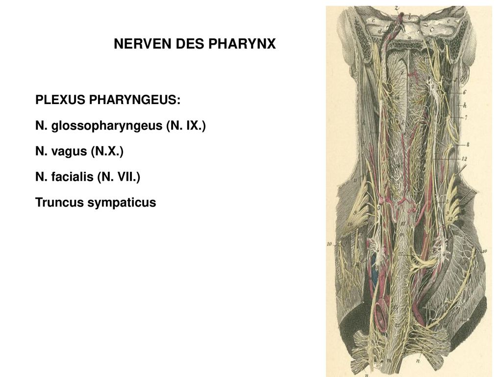 NERVEN DES PHARYNX PLEXUS PHARYNGEUS: N. glossopharyngeus (N.